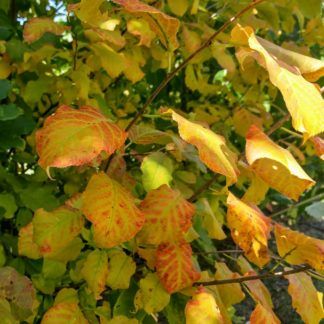 Hazelnut Bush, American Hazelnut, Plant Press, Gardening Hat, Rain Garden, Shade Plants, Types Of Soil, Rustic Gardens, Native Plants