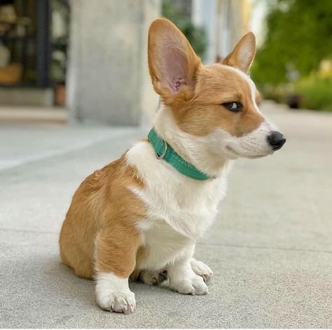 Side eye! Dog Side Eye, Bombastic Side Eye, Angry Dog, Corgi Butts, Side Eye, Corgi Puppy, Cute Corgi, 웃긴 사진, Puppy Care