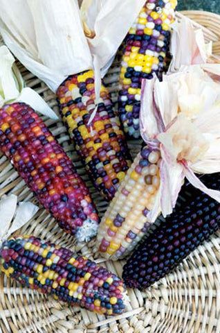 Heirloom Corn – Mary's Heirloom Seeds Mary Garden, Glass Gem Corn, Popcorn Seeds, Indian Corn, Mother Earth News, Corn On The Cob, Glass Gems, Heirloom Seeds, Gorgeous Glass