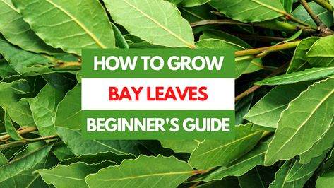 Bay leaves, which are known botanically as Laurus nobilis, are a type of tree that can easily be grown at home. Continue reading to learn the basics of growing bay leaves as well as common mistakes to avoid along the way. Best Time to Plant Bay Leaves This will depend largely on your local climate, but as a rule of thumb, begin to plant the bay leaf seeds outdoors in spring or early summer, or in a container anytime. This is the best time to ensure that the seedlings survive the weather. To c... Bay Leaf Plant, Laurus Nobilis, Bee Friendly, Soil Ph, Bay Leaf, Better Homes And Garden, Bay Leaves, Companion Planting, All About Plants