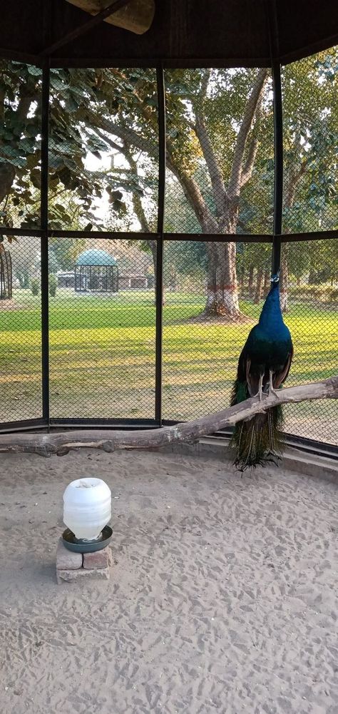 Peacock Cage Design, Peacock Aviary Ideas, Peacock Coop Pens, Peacock Pens Ideas, Peacock Coop Ideas, Peacock Farming, Peacock Shelter, Farm Animal Enclosures, Peafowl Enclosure