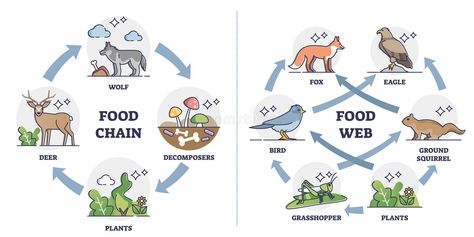 Food Webs Projects, Food Chain Diagram, Food Web Activities, Food Definition, Food Web Design, Animal Lessons, Kids Activities At Home, Biology Labs, Food Web