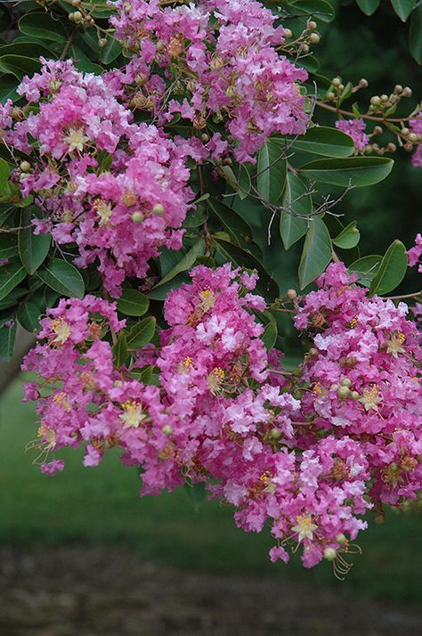 Crepe Myrtle Flower, Crepe Myrtle Flower Bed, Plants Under Crepe Myrtle, Purple Crepe Myrtle Tree, Crepe Myrtle Tuscarora, Nice Good Morning Images, Crepe Myrtle, Farm Nursery, Crape Myrtle