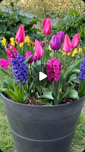 🌿Plants from Holland🌿 on Instagram: "Idea of bulb lasagna by @learntogrow 🌷

Have you ever tried this method of planting bulbs? Let us know in the comments 👇

#fallplanting #bulblasagne #flowerbulbs #tulips #hyacinth #crocus #dutchiris #flowergardening #gardeningideas" Bulb Lasagna, Easy Backyard Diy, Front Yard Decor, Inside Plants, Garden Bulbs, Porch Garden, Flower Care, 10k Views, Spring Bulbs