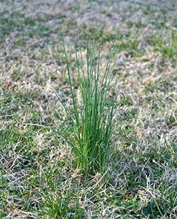 Southern Forager: The Lowly Wild Onion - identifying wild onion and two recipes Wild Onions Recipes, Oyster Chowder, Lawn Weeds, Wild Onion, Psychoactive Plants, Small Trees For Garden, Smoked Oysters, Frozen Hashbrowns, Wild Onions