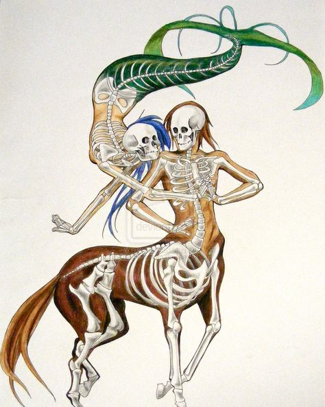 artist's rendering of skeletons of centaur and mermaid Mermaid Anatomy, Creature Anatomy, Brain Juice, Fantasy Stuff, Animal Anatomy, Anatomy Study, Mermaids And Mermen, Creature Drawings, Creature Comforts