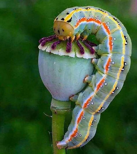 Caterpillar on poppy - Imgur Nature is F***ing Lit! Regnul Animal, Cool Insects, Cool Bugs, Beautiful Bugs, Creepy Crawlies, Arachnids, Bugs And Insects, Beetles, Nature Animals