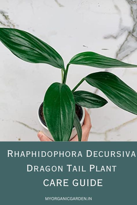 Dragon Tail Plant Care, Philodendron Dragon Tail, Dragon Plant Indoor, Dragon Tail Plant, Rhaphidophora Decursiva, Garden Must Haves, Ultimate Dragon, Plant Care Guide, Dragon Tail