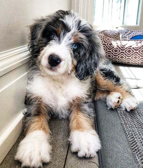 Puppy Planning, Bernadoodle Puppy, Mini Bernedoodle, Bernedoodle Puppy, Dog Mommy, Dog Photoshoot, Really Cute Dogs, Goldendoodle Puppy, Cute Dogs And Puppies