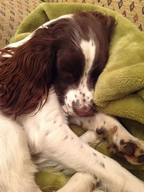 Springer Spaniel - 💤💤💤 Springer Puppies, Springer Dog, Springer Spaniel Puppies, Spaniel Breeds, Springer Spaniels, Cocker Spaniel Dog, Spaniel Puppies, English Springer, English Springer Spaniel