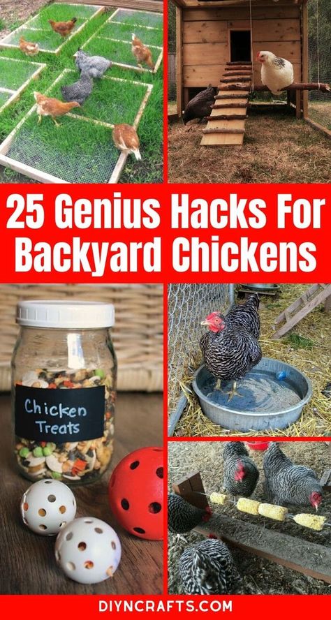 Learn how to keep your chicken coop cool, save money on feed, and make sure your chickens lay more eggs with this great list of hacks and tips for your backyard chicken coops! #BackyardChickens #Chickens #ChickenCoop #RaisingChickens #Hacks #Lifehacks #Homestead #Homesteading #Eggs #LayingHens #Roosters Coop Decor, Raising Chicken, Cute Chicken Coops, Chicken Coop Garden, Chicken Barn, Backyard Chicken Coop Plans, Chicken Toys, Diy Chicken Coop Plans, Chicken Coop Run