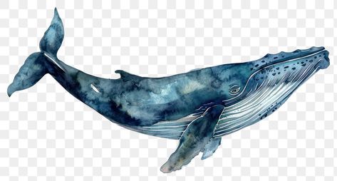 Whales Photography, Shark Png, Whale Watercolor, Aquatic Art, Fish Watercolor, Animal Body Parts, Whale Stuffed Animal, Hotel Ideas, Watercolor Whale