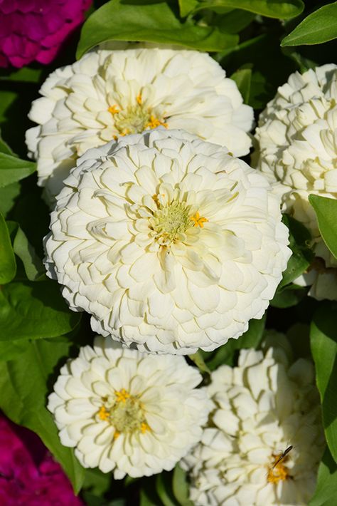 Zesty White Zinnia (Zinnia elegans 'Zesty White') in Lafayette, Louisiana (LA) at All Seasons Nursery White Zinnia, Garden Border Edging, Zinnia Elegans, Alpine Garden, Lafayette Louisiana, Zinnia Flowers, Flowers Aesthetic, Attract Butterflies, Low Maintenance Plants