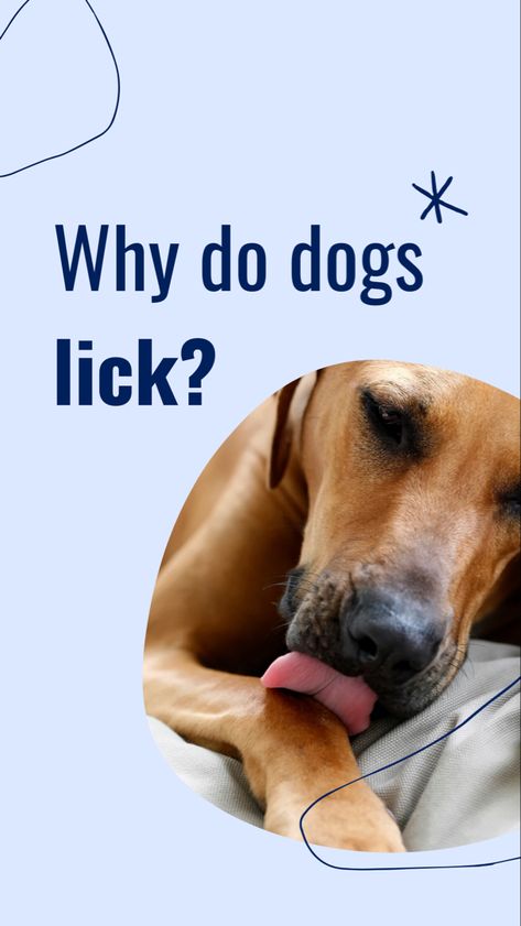 Why Do Dogs Lick Paws, Why Do Dogs Lick, Dog Brain, Dog Care Tips, Pet Care Tips, Animal Hospital, Pinterest Pin, Canine Companions, Dog Photography