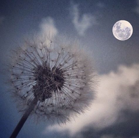 D Lunar Beauty, Dandelion Clock, Moonlight Sonata, A Dandelion, Dandelion Wish, Look At The Moon, Moon Pictures, Good Night Moon, Beautiful Moon