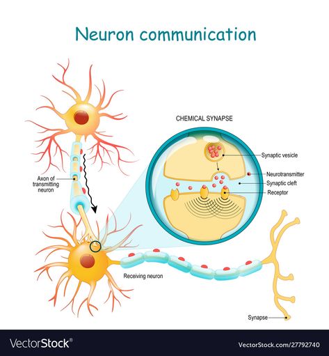 Neuron Diagram, Chemical Synapse, Clinical Chemistry, Wireframe Design, Free Vector Illustration, Nerve Cell, Medical Design, Diagram Design, Free Vector Graphics