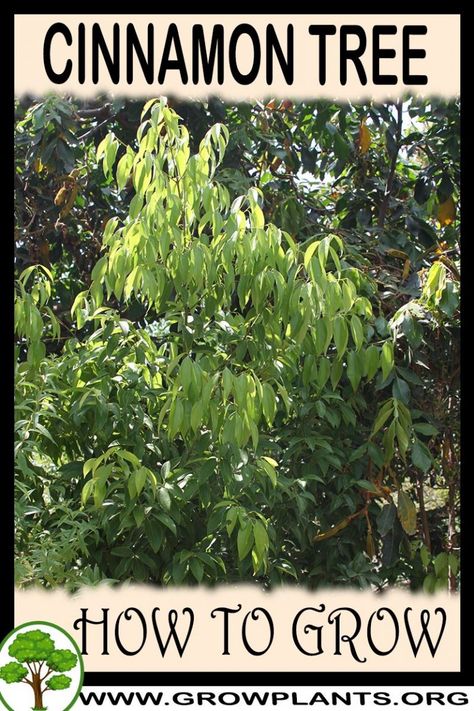 Cinnamon Tree, Peat Soil, Growing Fruit Trees, Astuces Diy, Growing Fruit, Veggie Garden, Growing Tree, Farm Gardens, Edible Garden