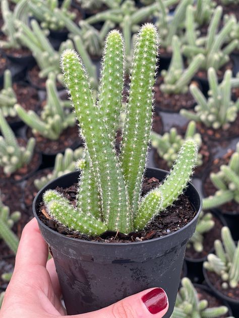 Peanut Cactus, Plant Obsession, Indoor Plant Wall, Ghost Plant, Sun Garden, Baby Groot, Cactus Flower, Cactus And Succulents, Indoor Plant