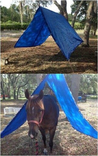 Desensitizing horses: I am making Sparkles walk under a tarp to get her used to uncomfortable or awkward situations. All you need is a tarp, hay sting, and heavy blocks! Horse Trail Course, Desensitizing Horses Ideas, Diy Horse Obstacles Ideas, Horse Obstacle Course Ideas Diy, Diy Horse Obstacles, Horse Desensitizing Ideas, Desensitizing Horses, Horse Obstacle Course Ideas, Horse Desensitizing