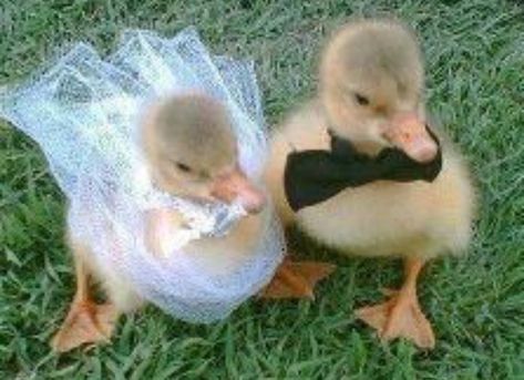 Animal Duos, Duck Wedding, Farm Vibes, Duck Couple, Aesthetic Finds, Pinterest Widget, Cute Ducklings, Couple Stuff, Precious Animals