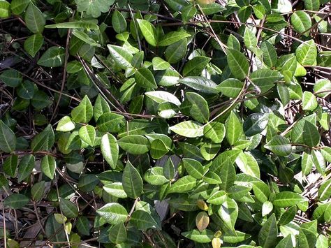 Asian jasmine Asian Jasmine Groundcover, Asian Jasmine, Jasmine Plant, Ground Cover Plants, Plant Needs, Ground Cover, Landscaping Ideas, Soil, Landscaping