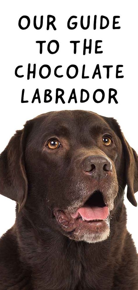 Chocolate Labrador: Fun Facts About Lovely Chocolate Labs! Chocolate Labs Puppy, Chocolate Labrador Puppy, Labrador Retriever Chocolate, Labrador Puppy Training, Chocolate Labradors, Chocolate Lab Puppy, Husky Corgi, Labrador Retriever Training, Labrador Facts