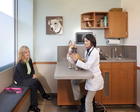 Dog Clinic, Animal Clinic, Vet Office, Hospital Interior, Clinic Interior Design, Vet Med, Hospital Interior Design, Hospital Design, Pet Clinic