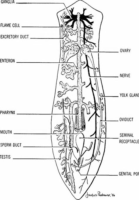 Planaria, one of free-living Platyhelminthes; diagram of internal structures, Image page 648,"Principles of modern biology" (1964),Principles of modern biology, https://www.flickr.com/commons/usage/ Phylum Annelida, Phylum Platyhelminthes, Internal Anatomy, Basement Membrane, Biology Lessons, Kingdom Animalia, Twilight Sky, Reproductive System, Field Notes