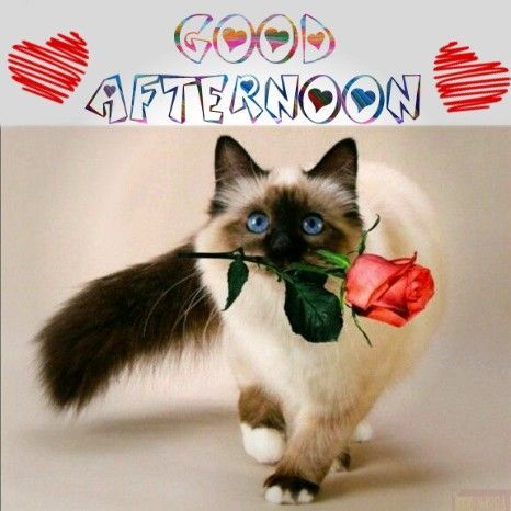 Good Afternoon Lovely Kitty - Good Morning Images, Quotes, Wishes, Messages, greetings & eCards Good Afternoon Greetings, Have A Good Afternoon, Good Afternoon Images Hd, Have A Nice Afternoon, Afternoon Blessings, Afternoon Greetings, Afternoon Messages, Good Afternoon Images, Good Morning Happy Weekend