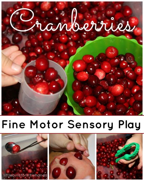 Cranberry Fine Motor Skills Play   Cranberry Sensory Play & Fine Motor Fridays Blog Hop Exploring, discovering, touching, learning, observing, practicing, scooping, tweezing, sticking, pinching, dumping, filling, pouring, & laughing! Getting Started It's a great time of year to find ... Kindergarten Sensory, Thanksgiving Stem, Montessori Work, Toddler Thanksgiving, Cranberry Thanksgiving, Fall Science, Daycare Classroom, Reggio Classroom, Infant Room