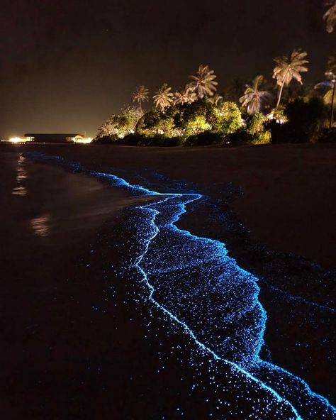 Maldive Sea Of Stars, Sea Of The Stars Maldives, See Of Stars Maldives, Maldives Sea Of Stars Night, Maldives Island At Night, Sea Pf Stars Maldives, Pretty Countries To Visit, Maldives Beach Aesthetic, Maldives Star Sea