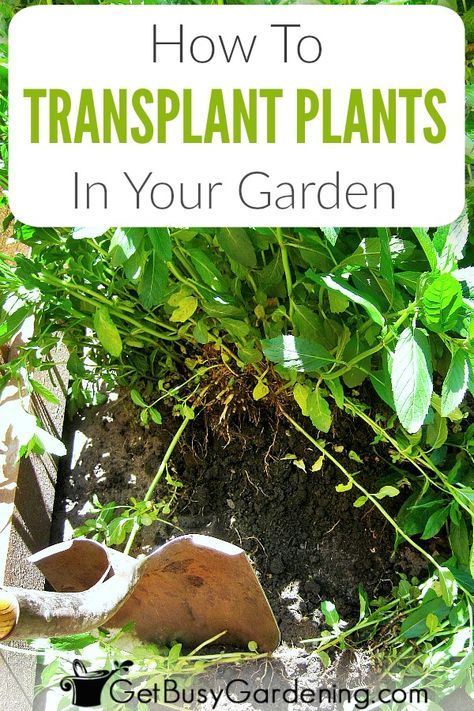 Transplanting Plants, Beginners Landscaping, Landscaping With Large Rocks, Organic Gardening Tips, Beautiful Flowers Garden, Garden Landscape Design, Garden Care, Large Plants, Growing Food