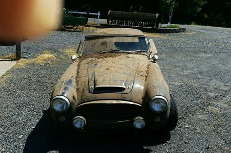 Austin-Healey With A V8 Surfaces After 20 Years - http://barnfinds.com/austin-healey-with-a-v8-surfaces-after-20-years/ Austin Motors, Best Barns, Austin Healey, Motor Company, Abandoned Cars, 20 Years, Car Auctions, Barn Finds, Fender Flares