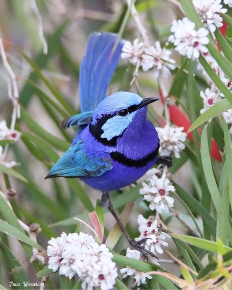 Splendid Fairy Wren, Albany Australia, Fairy Wren, Birds Photography, 2023 Art, Australia Animals, Watercolor Subjects, Blue Fairy, Vintage Jewelry Art