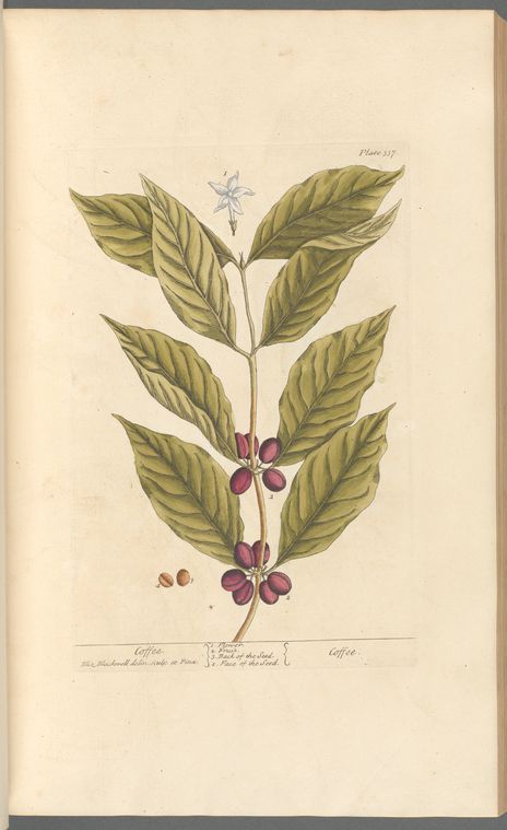 Coffee From New York Public Library Digital Collections. Medicinal Botany, Elizabeth Blackwell, Brain Pickings, Coffee Plant, Nature Conservation, Environment Concept Art, Medicinal Plants, French Artists, Red Poppies