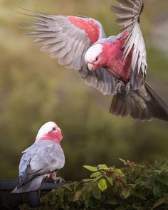 #raw_allanimals • . ✨Featured Artis Galah Parrot, Galah Bird, Australian Possum, Instagram Challenges, Galah Cockatoo, Australian Parrots, Australian Wildlife, Australian Birds, Bird Artwork