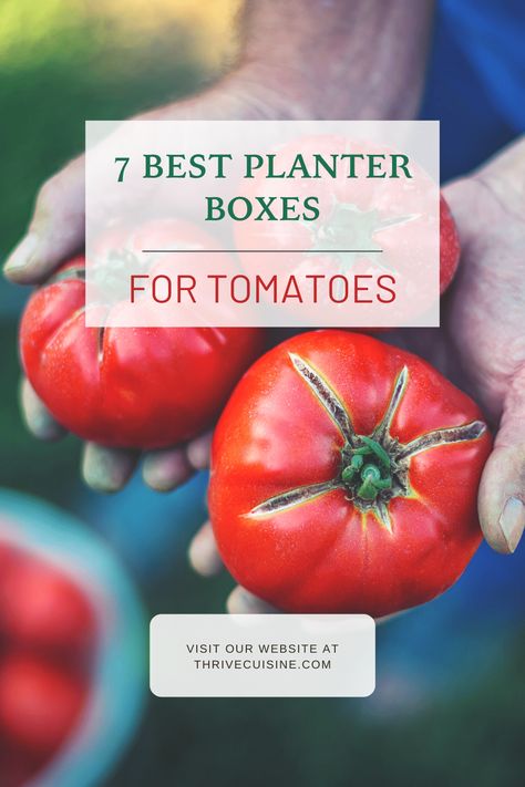 Lots of space in your backyard where you can grow tasty tomatoes? Here’s a list of the best planter boxes for tomatoes it can be planter boxes with light post or be planter boxes along fence. Planter Boxes Along Fence, Planter Box Designs, Tomato Planter, Greenhouse Cover, Tomato Vine, Rectangle Planters, Grow Tomatoes, Grow Boxes, Light Post