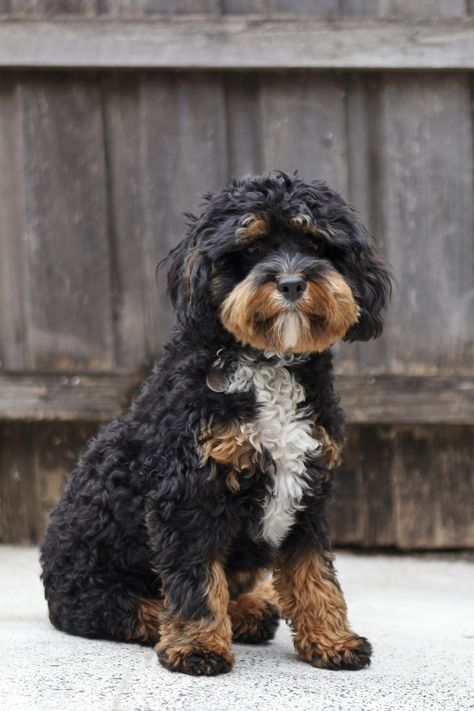 Fuzzy Animals, Black Cockapoo, Cockapoo Puppies, Always Hungry, Funny Dog Pictures, Healthy And Happy, Dog Leads, 2024 Vision