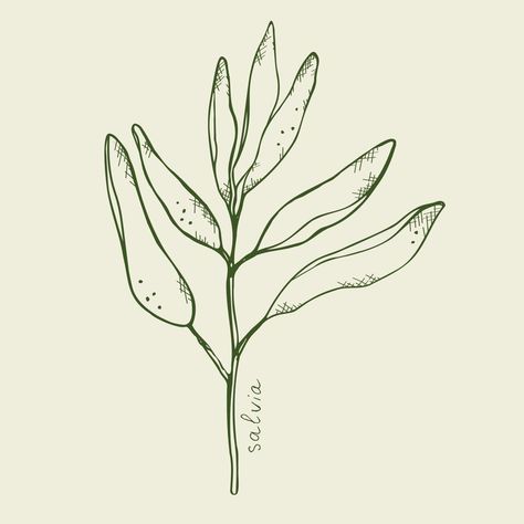 Salvia sketch vector illustration.Botanical organic leaves,Green Sage hand draw. Sage plant with leaves.Mystical symbol for spiritual practice.Design elements. Salvia Illustration, Salvia Drawing, Sage Drawing, Sage Illustration, Sage Plant, Illustration Botanical, Burning Sage, Nature Motifs, Leaf Illustration