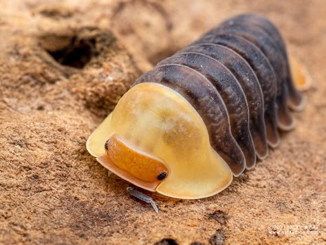 Woodlouse "Rubber Ducky" ("Cubaris" sp.) - P9280412x | Flickr Giant Isopod, Pill Bug, Luxury Birthday Gifts, Cool Insects, Bug Collection, Cool Bugs, Beautiful Bugs, Bugs And Insects, Rubber Ducky