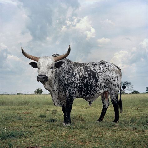 Nguni cattle breed is special to southern Africa. A hybrid of different Indian and later European cattle breeds, they were introduced by Bantu-speaking to southern Africa during their migration from the north of the continent. The cattle breed is medium sized and adapted to grazing on the Highveld. Nguni Cows, Nguni Cattle, Bucking Bulls, 1 March, Bull Cow, Wilde Westen, Farm Photography, Beef Cattle, Bull Riders