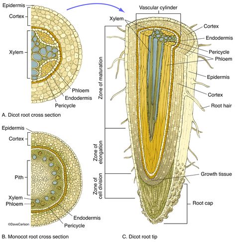 illustration, cross and longitudinal sections, monocot roots, dicot roots, root structure Plant Lessons, Biology Plants, General Biology, Plant Physiology, Plant Structure, Root Structure, Plant Tissue, Cool Science Facts, Biology Lessons