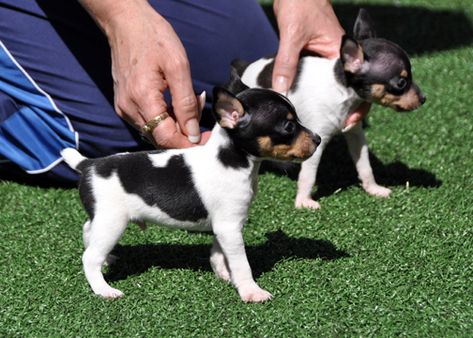 Mini Fox Terrier, Toy Fox Terrier Puppies, Miniature Fox Terrier, Rat Terrier Puppies, Fox Terrier Puppy, Rat Terrier Dogs, Toy Fox Terriers, Rat Terrier, Jack Russells