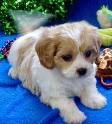 Cavachon Puppies Prices & Puppy Breeder in Iowa | Century Farm Puppies Crossbreed Dogs, Puppies Images, Puppy Mask, Cavalier Puppies, Cute Fluffy Puppies, Mixed Breed Puppies, Puppy Ideas, Poodle Mix Dogs, Cavachon Puppies