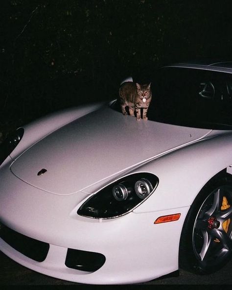 Cat On Porsche, Cat On Car Aesthetic, Cats And Cars Wallpaper, Porsche Carrera Gt Aesthetic, Porsche Profile Picture, Car Profile Pics, Dodge Demon 170, Car Dodge, Dodge Demon