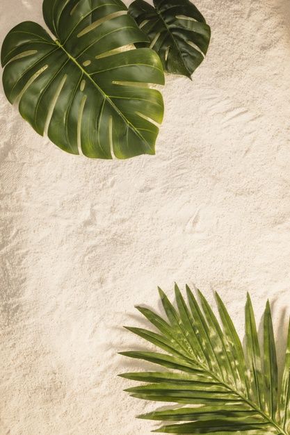 Hojas de palmera y monstera en playa ama... | Free Photo #Freepik #freephoto Beach Yellow, Beach Aesthetics, Beach Inspiration, Food Art Photography, Feed Insta, Paradise Cove, Salon Ideas, Monstera Leaves, Flawless Beauty