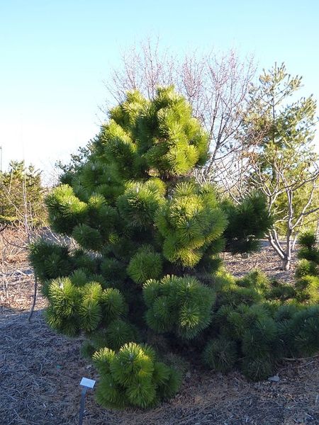 Pinus Thunbergii, Eucalyptus Deglupta, Pine Seeds, Japanese Black Pine, Apricot Tree, Black Pine, Asian Garden, Cottage Garden Design, Conifer Trees