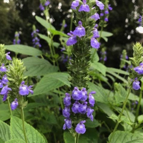 Salvia hispanica, commonly known as chia is a species of flowering plant in the mint family, Lamiaceae, native to central and southern Mexico and Guatemala. It is considered a pseudocereal, cultivated for its edible, hydrophilic chia seed, grown and commonly used as food in several countries of western South America, western Mexico, and the southwestern United States. Chia Seed Plant, Chia Plant, Growing Chia Seeds, Salvia Plant, Salvia Plants, Peppermint Plants, Salvia Hispanica, The Tiny Seed, Chia Pet