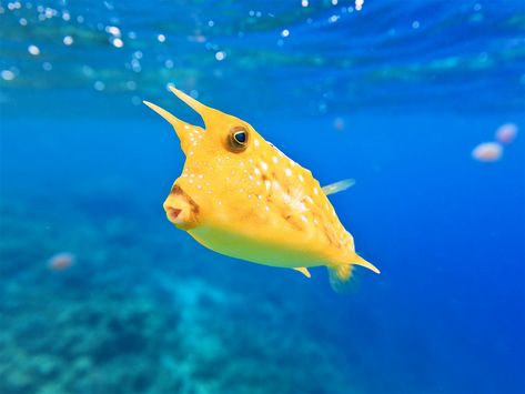 Longhorn Cowfish, Cow Fish, Tropical Travel Destinations, Puffins Bird, Epic Photos, Exotic Fish, Palawan, Swimmers, Animal Planet