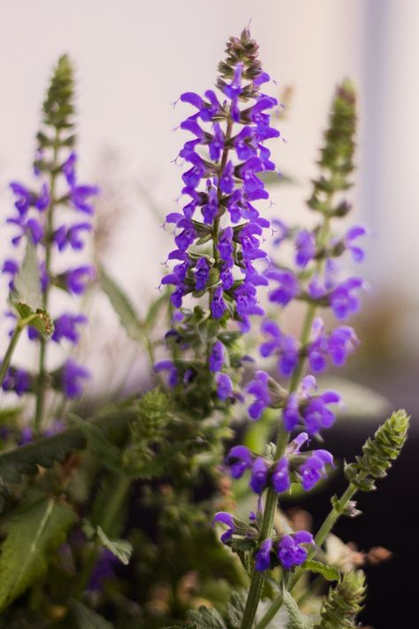 growing purple salvia in pots Salvia In Pots, Salvia Plants, Vertical Planting, Small Balcony Garden, Healing Garden, Balcony Plants, Replant, Clary Sage, Container Flowers